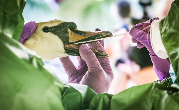 New Zealand on alert as bird flu detected in Australia