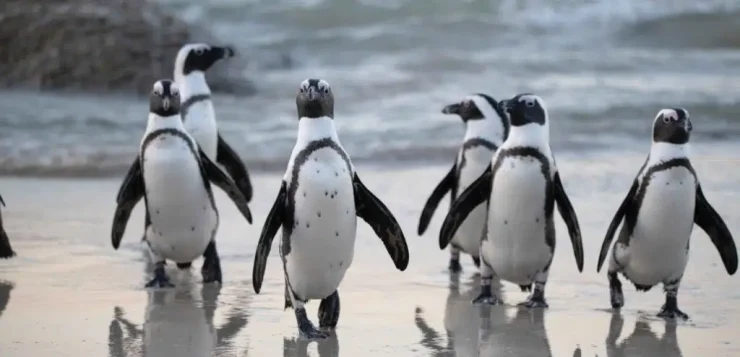 Critically endangered African penguin numbers rise at South African breeding colony