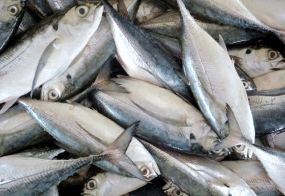 Namibia raises 4.16 mln USD from 2026 fishing quota auctions