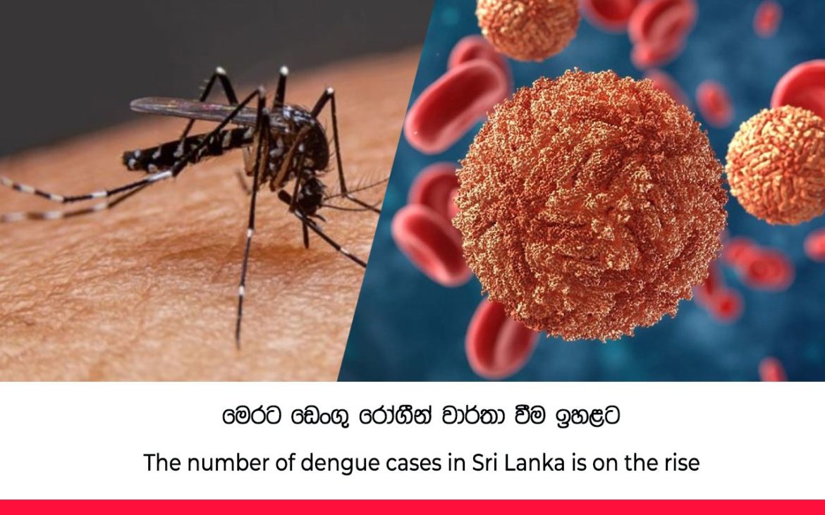 Sri Lanka dengue cases rise to 61,060 as Western Province hospitals face pressure