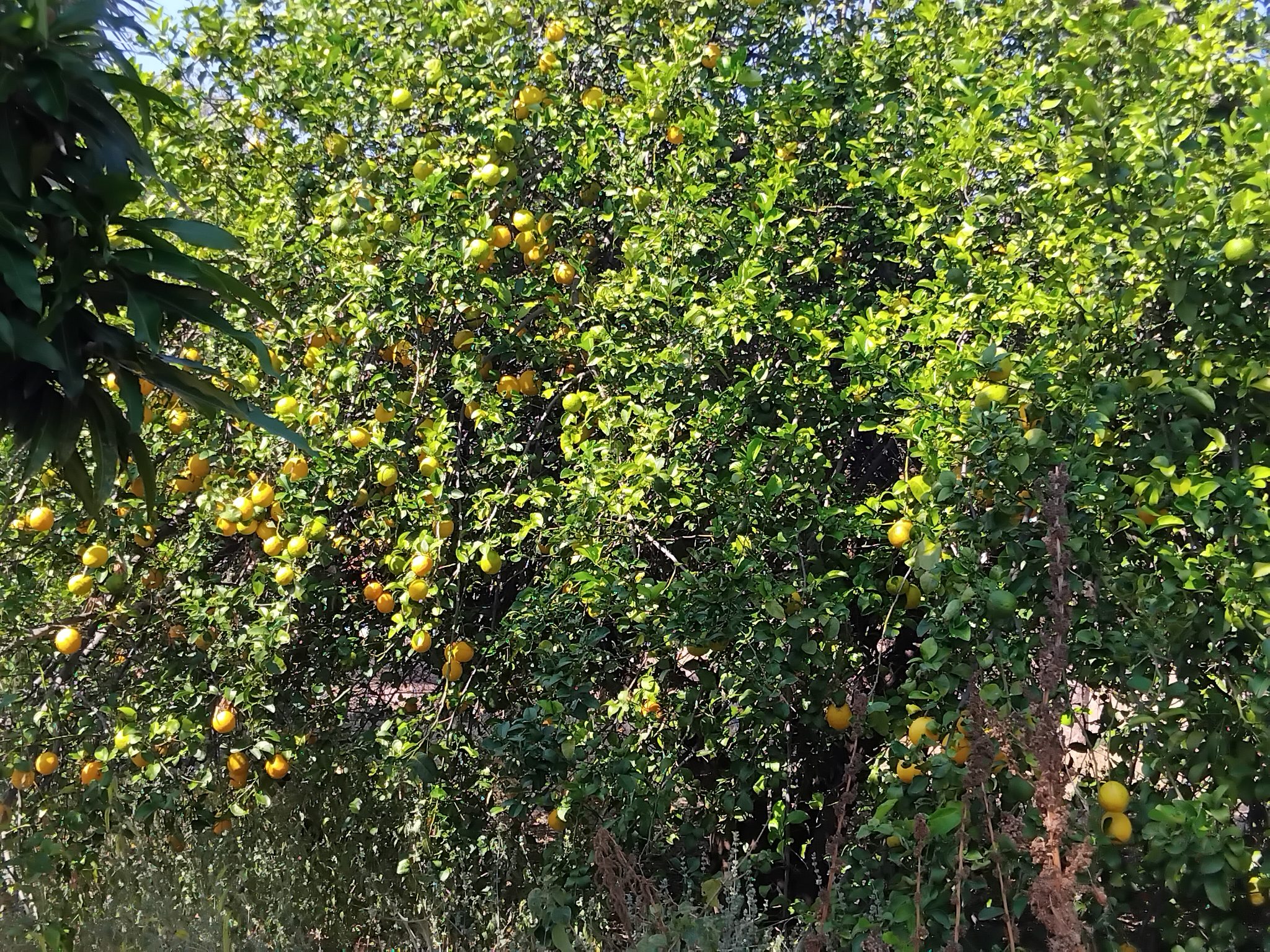 Kavango farmers’ market headache despite bumper harvest