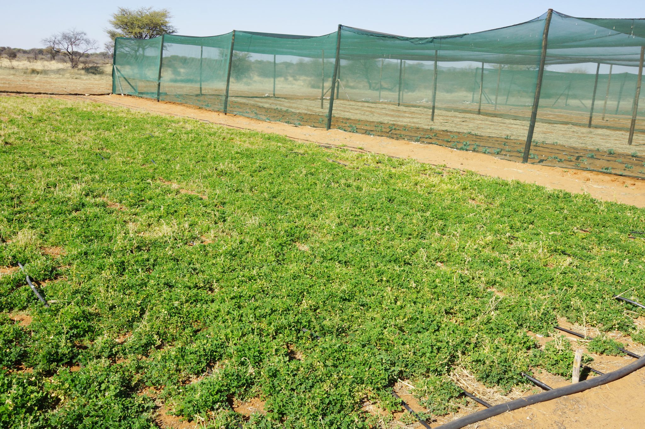 Farmers’ Kraal with Hanks Saisai – Morning or evening irrigation: Does timing matter?