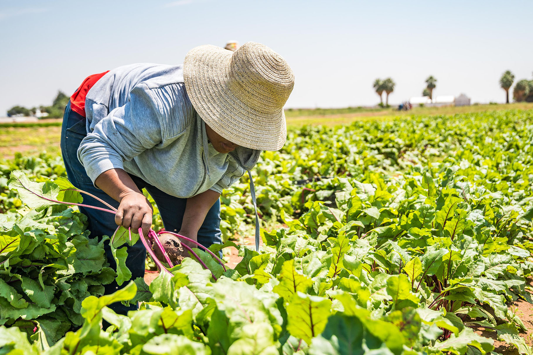 Farmers’ Kraal with Hanks Saisai – Strategies to ensure access to formal markets