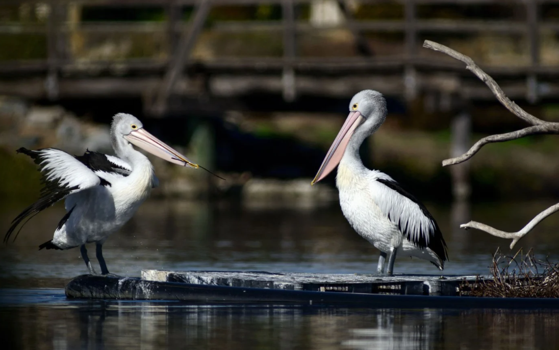 H5 bird flu detected in second Australia state