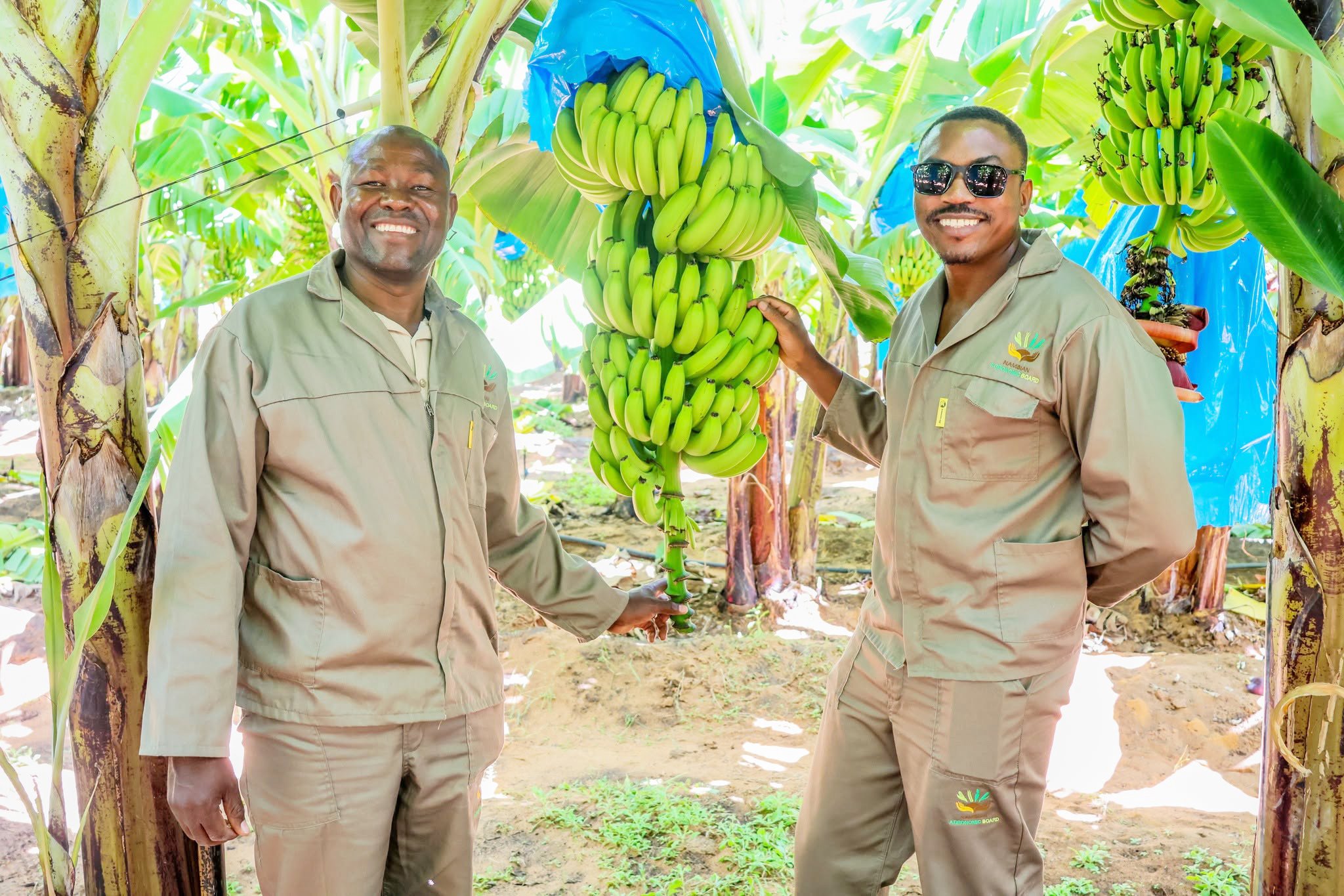 Locally grown bananas hit shelves …Etunda trial project delivers results