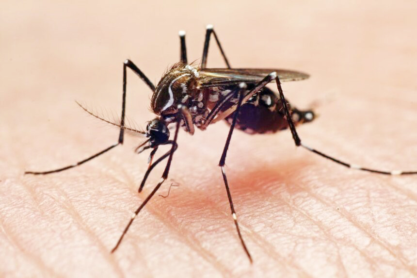As climate shifts, malaria gains ground in southern Africa
