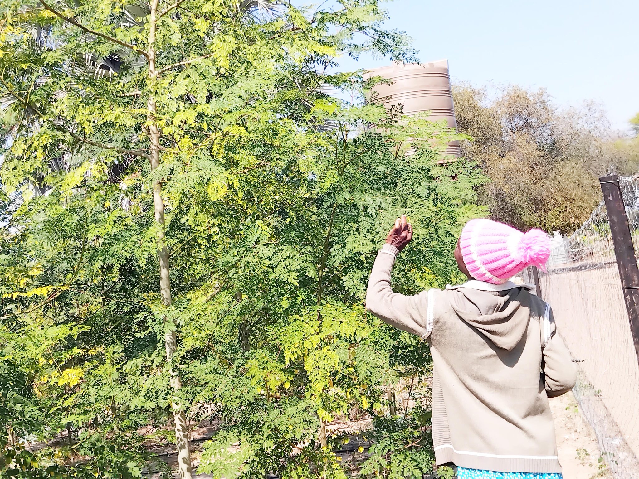 Moringa kuna kureta ehuguvaro pomukunda gwaUvhungu-vhungu
