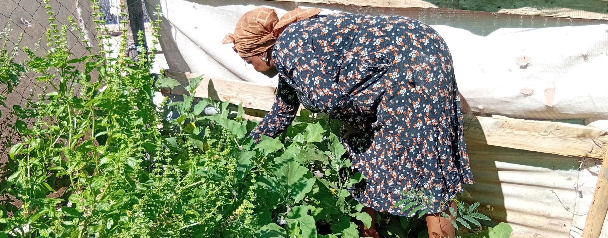 Backyard gardens beat rising food costs