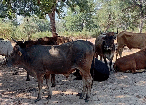Botswana stolen cattle recovered in Namibia
