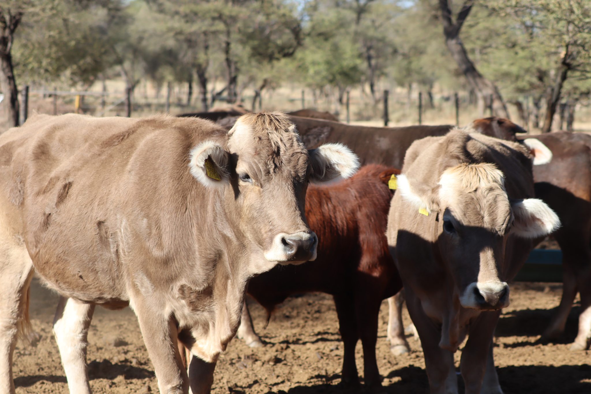 Govt dairy scheme transforms livelihood in Otjizondjupa