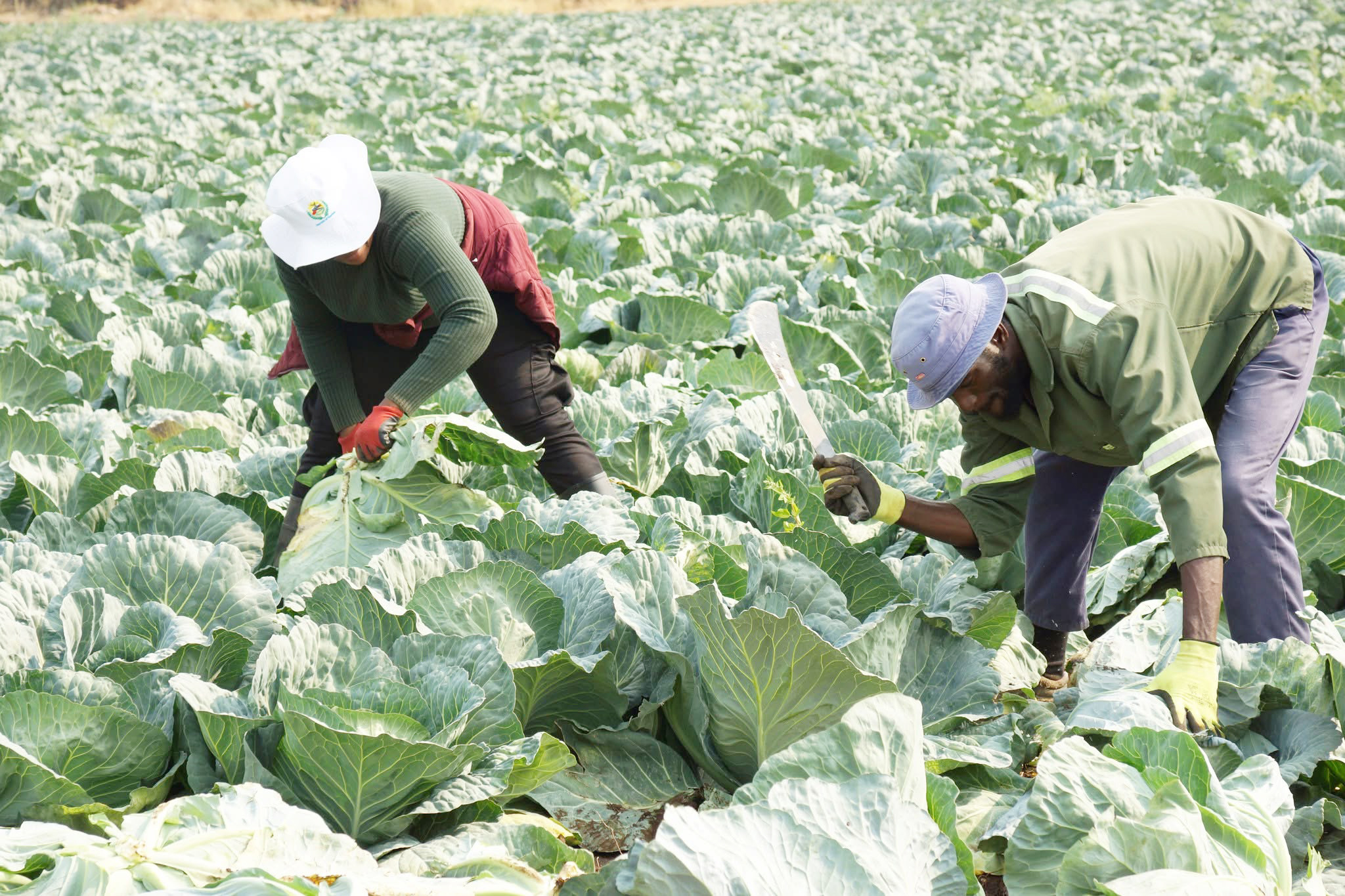 Government paves way for Namibian farmers