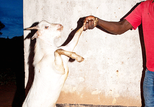 Omunahambo anuwa a kwata oshikombo koonkondo