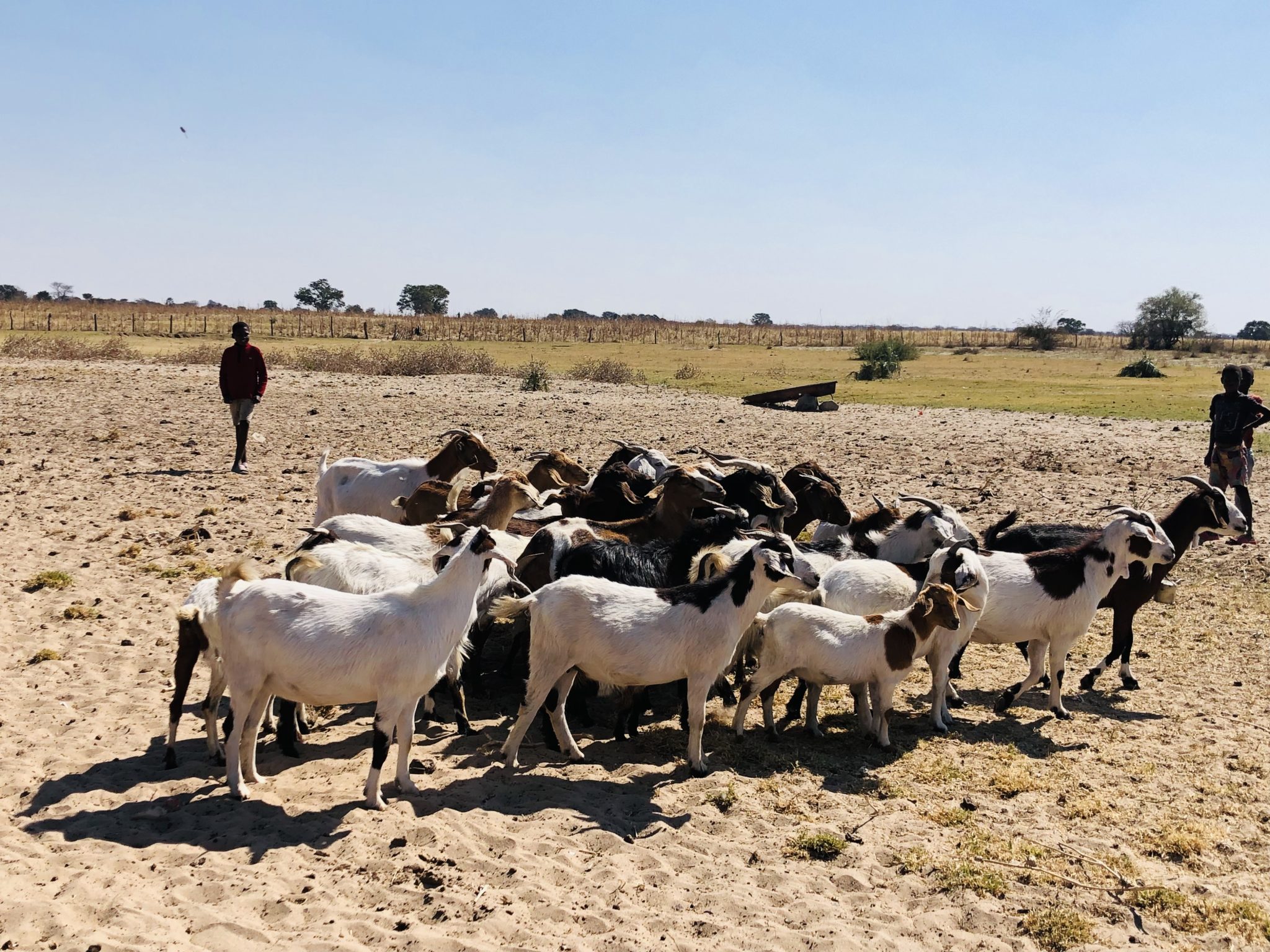 Goat project equips beneficiaries with livestock, skills