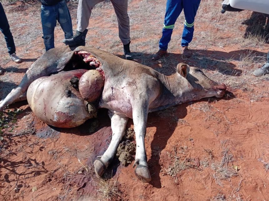 Lions terrorise Kunene …farmers cry foul over payouts