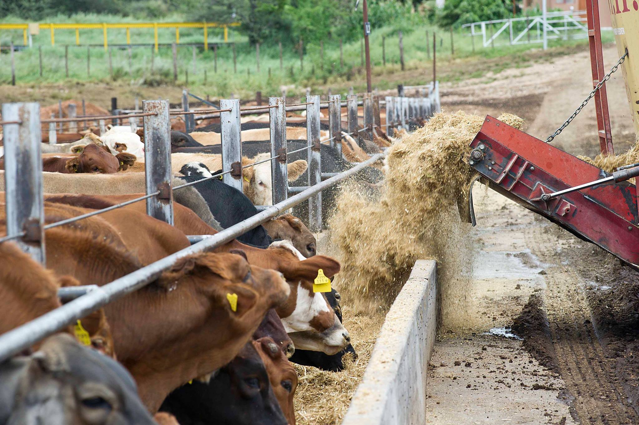 Meatco shows resilience amid historic decline in cattle supply