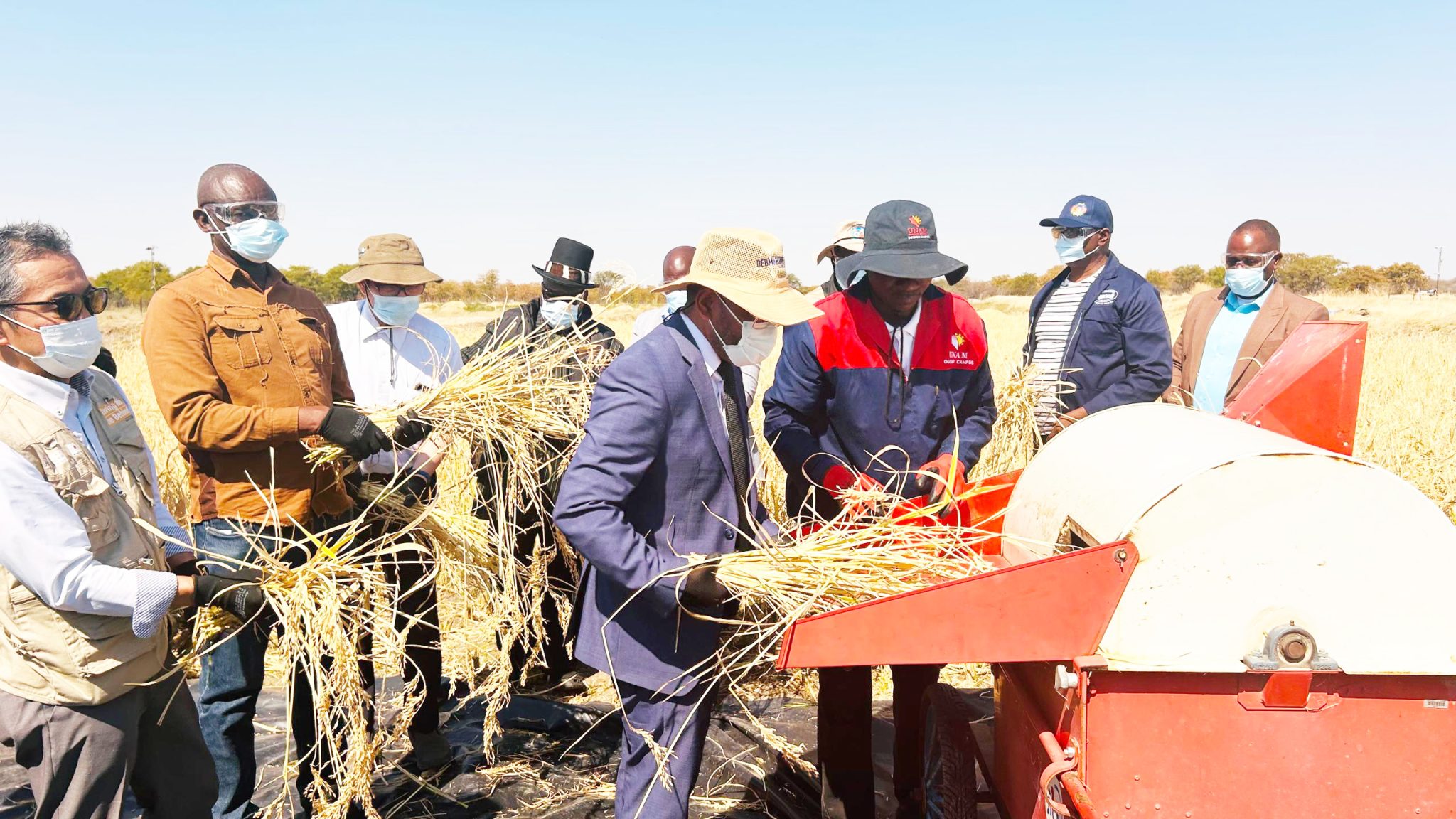 Rice galore at Unam Ogongo … annual harvest starts