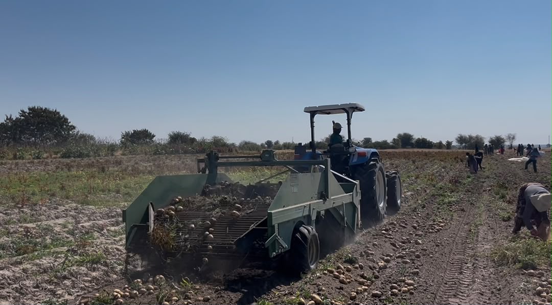 Sikondo potato harvest targets local markets