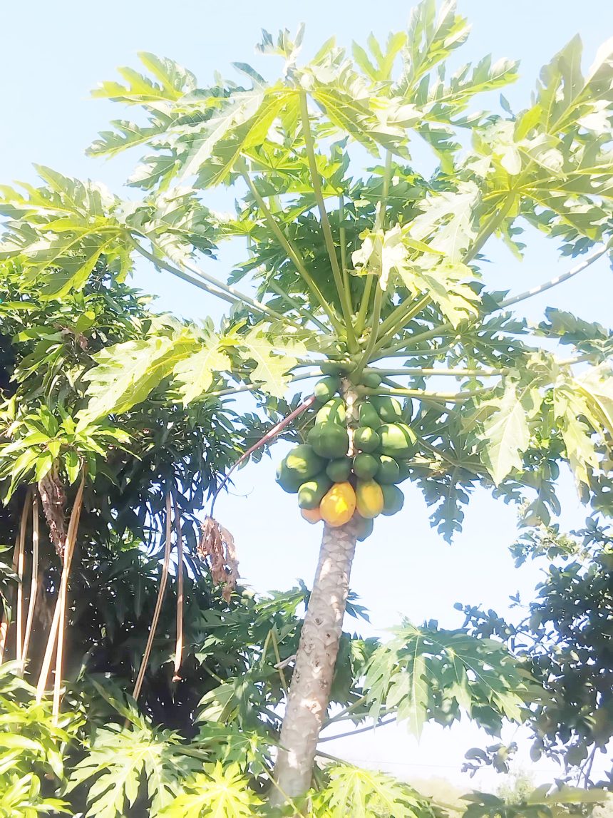Viviyauka !hanab ge ǀkharaǀkharasiba !garo!āsa ge mā
