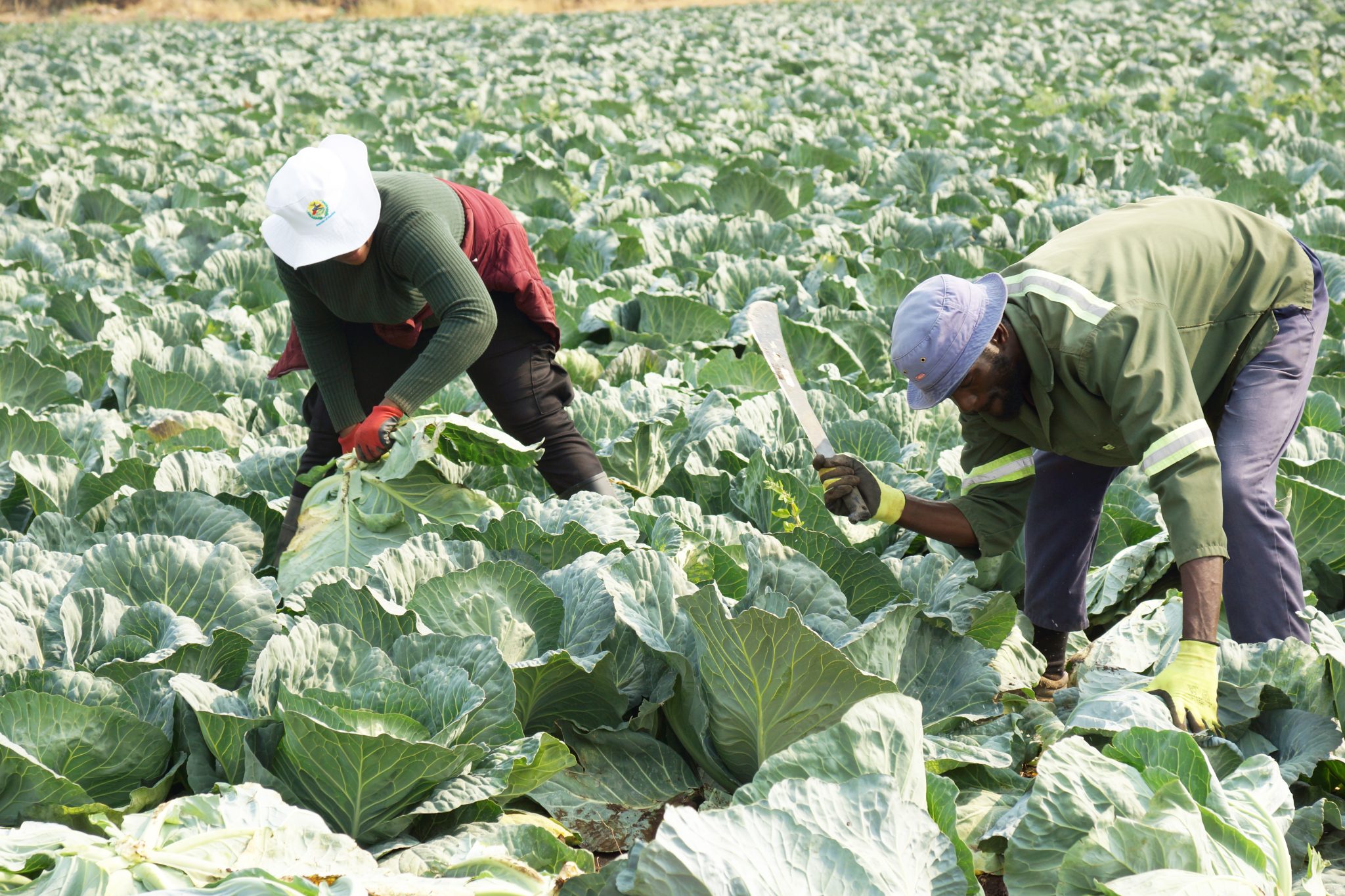 Govt to revolutionise agri-sector through STAS … reduce food insecurity from 25% to 12%