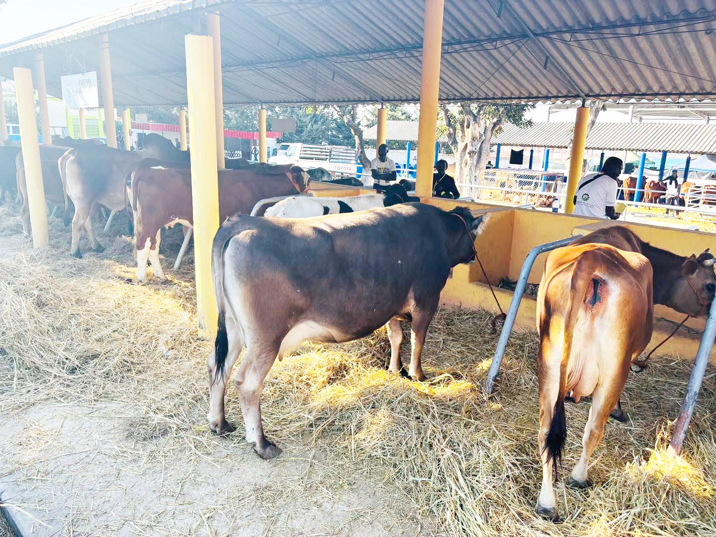 Angola looks to Namibia for beef imports, quality cattle
