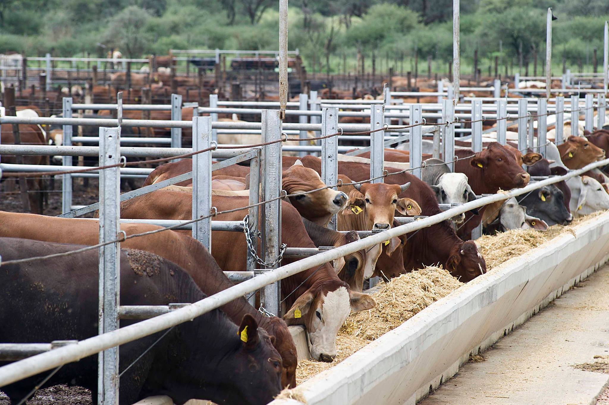 Livestock sector records broad‑based growth …competitive producer prices
