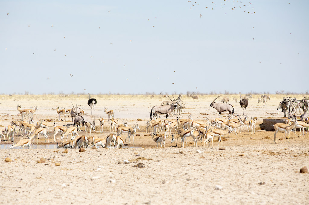 MEFT defends Etosha vehicle access restrictions