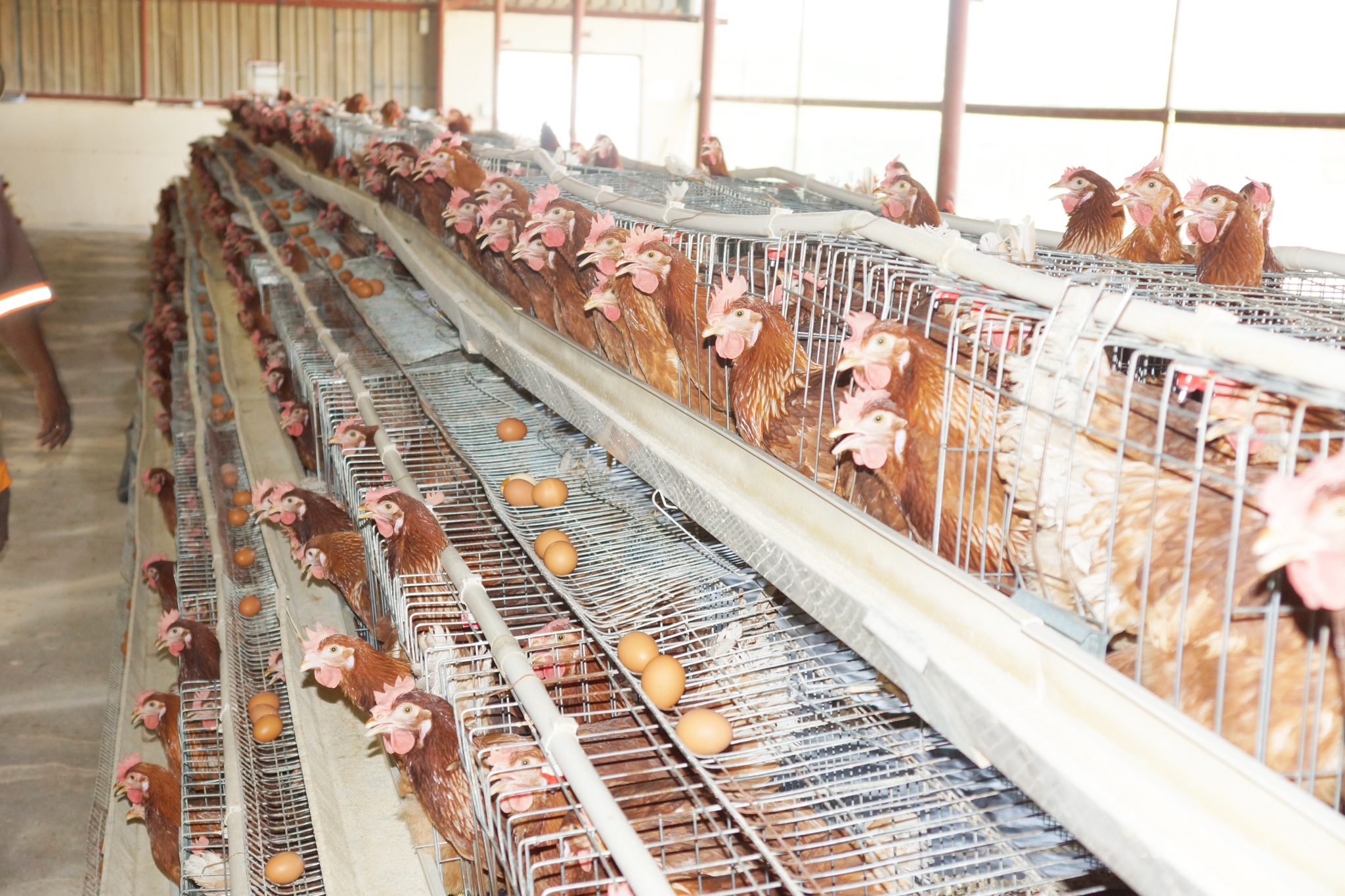 Farmers’ Kraal with Hanks Saisai – How to develop a healthy, profitable poultry business