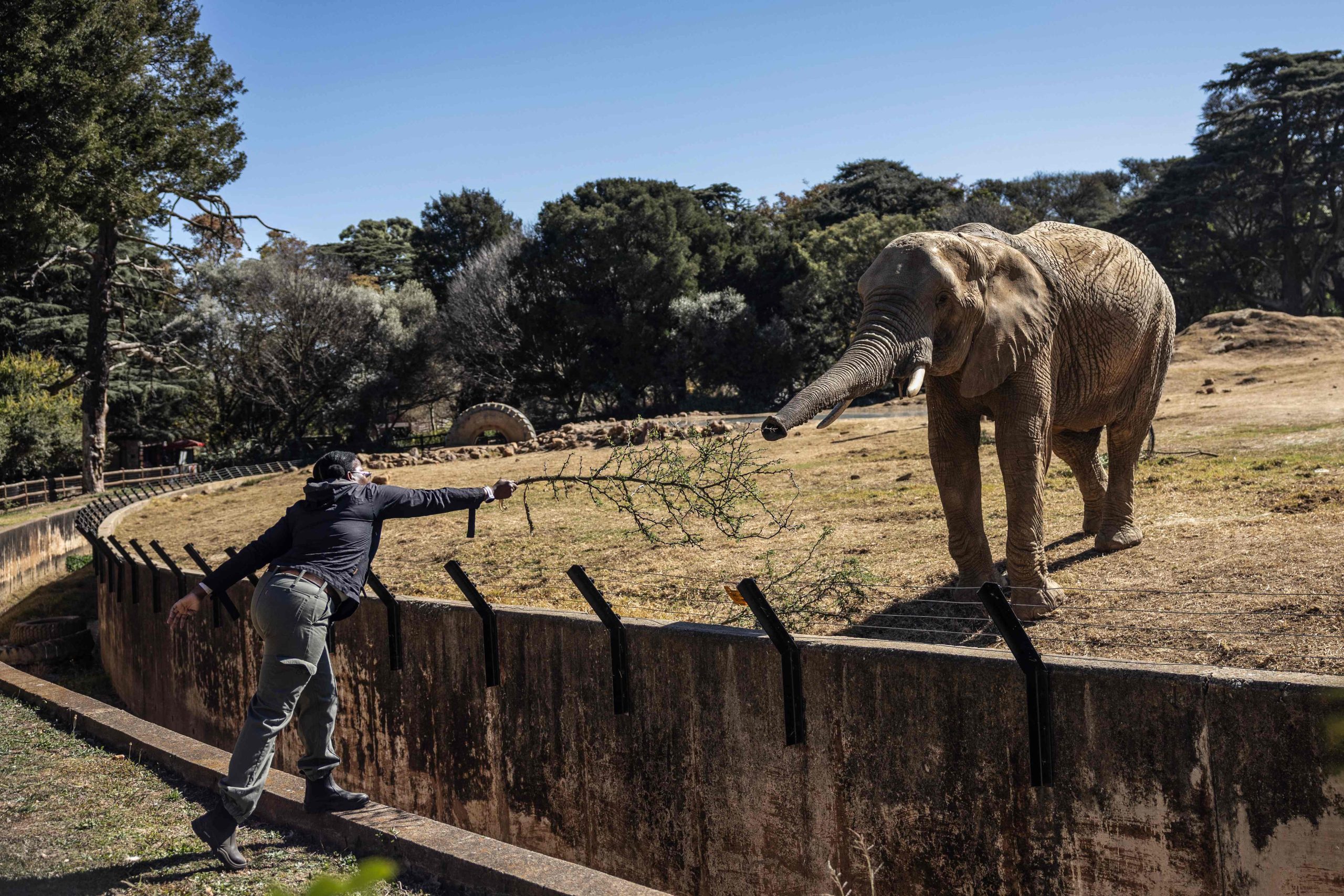 SA’s zoo elephants await fate