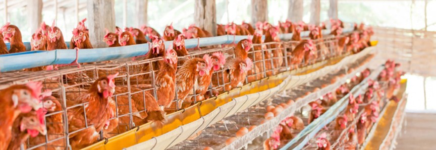 ‘Feed bag is finished already’ … a story every Namibian poultry farmer knows