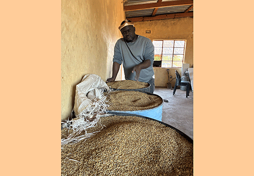 From classroom to crop field … Kongola teacher reaps what he sows