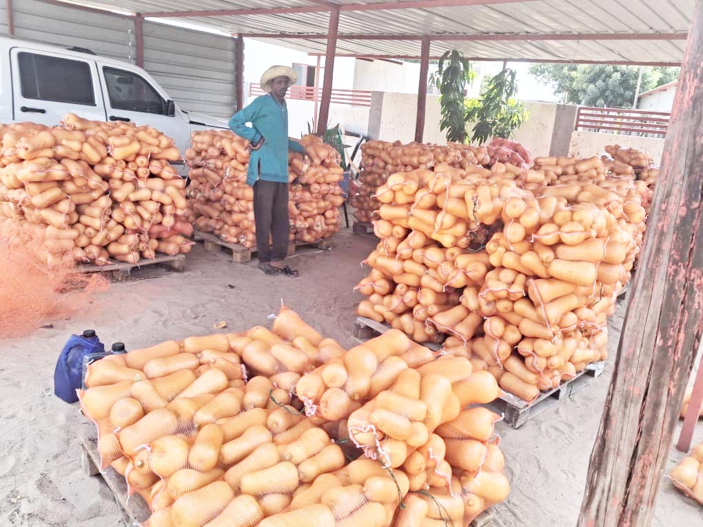 Olushandje farmers expand markets, boost food security