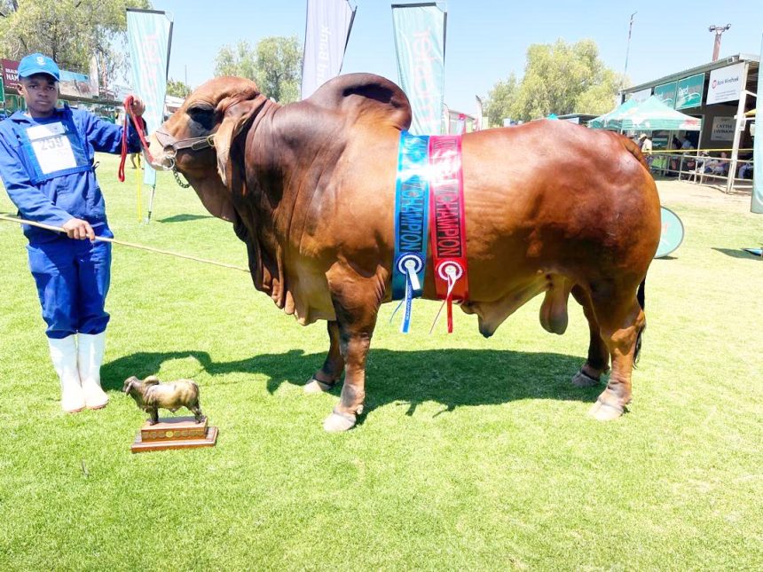 Pule: Decorated rural bull retires … focus shifts to next gen