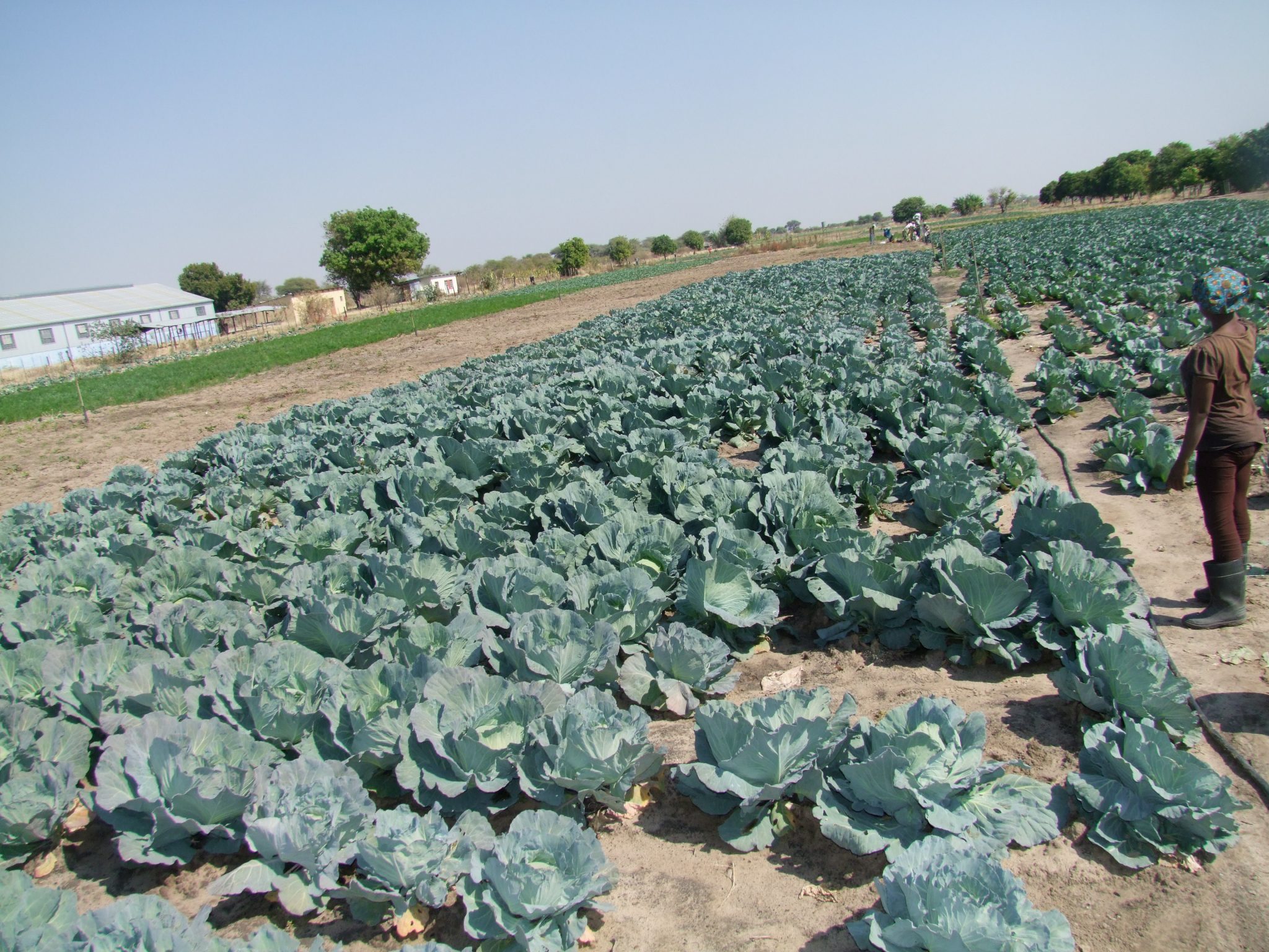 Salem celebrates bumper winter harvest