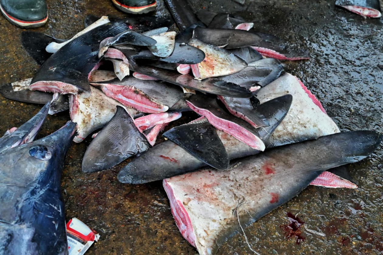 Chinese vessel caught with banned shark fin in Pacific