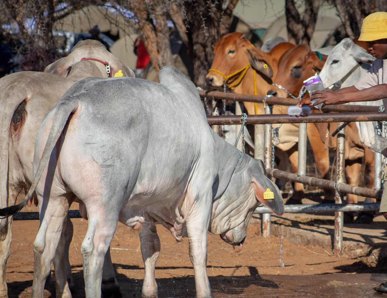 Epukiro expo promises thriller … Brahman competition to thrive