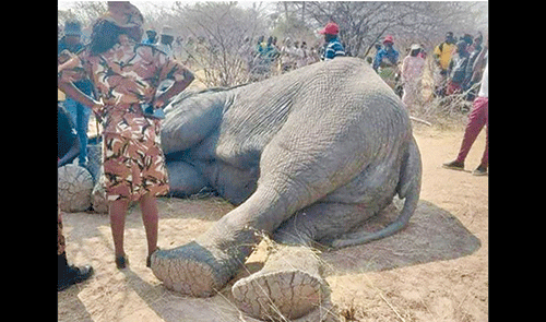 N$45m spent on human-wildlife conflict since 2019 …Kunene steps up efforts