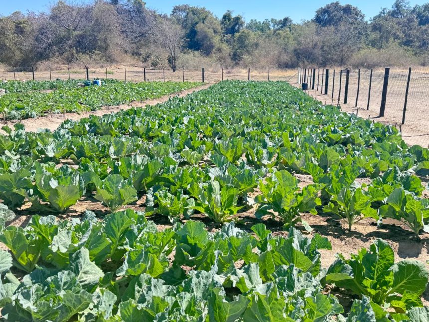 DAPP credited for awakening Kavango village