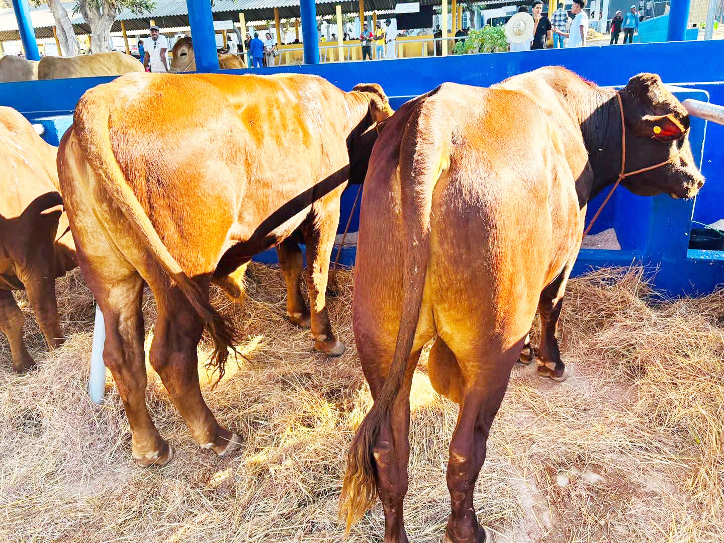 Angola seeks cattle imports from Namibia