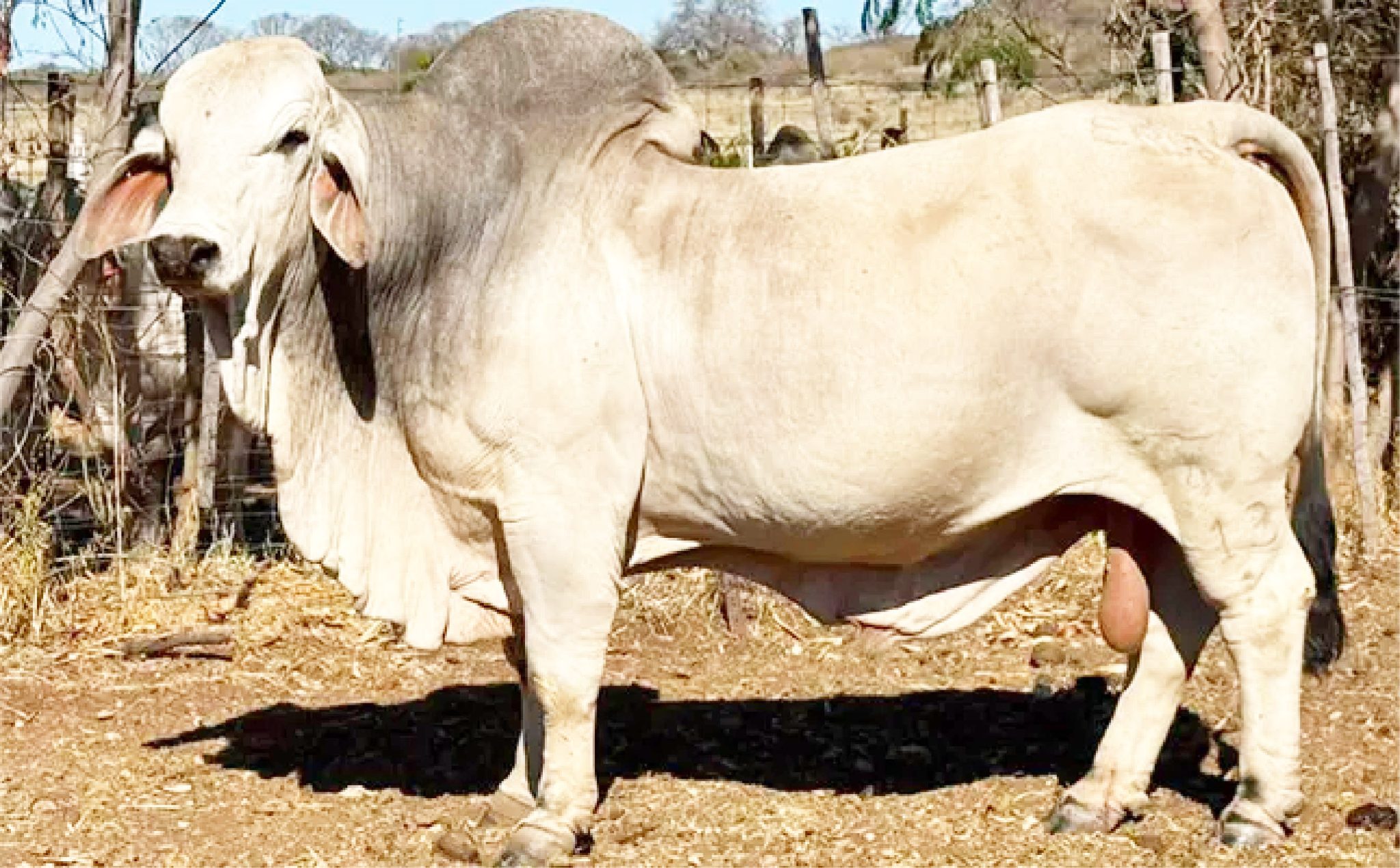 Harrobi Brahman Stud champions beef production in Namibia