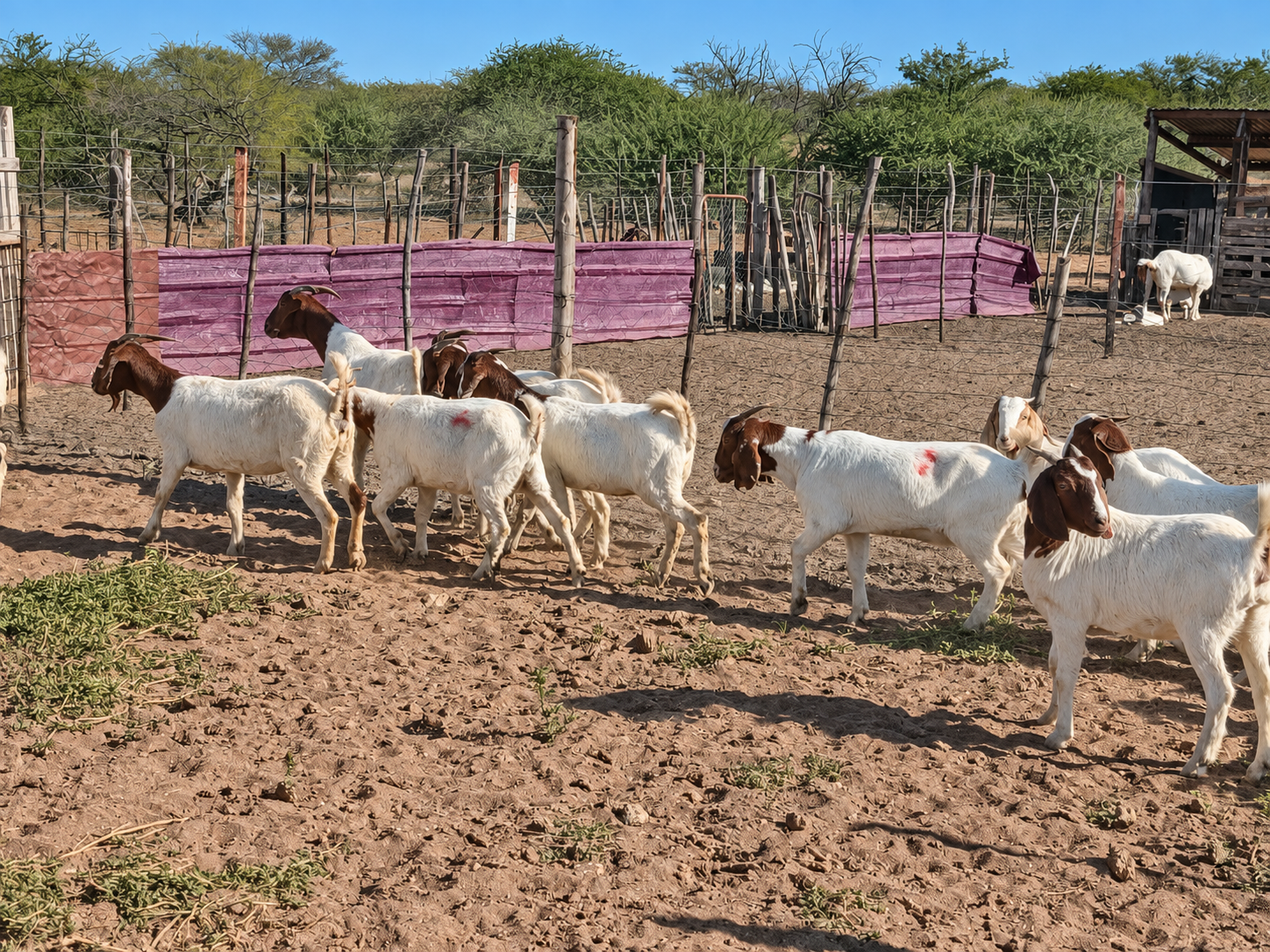 How first-time farmer Katambo turned employer