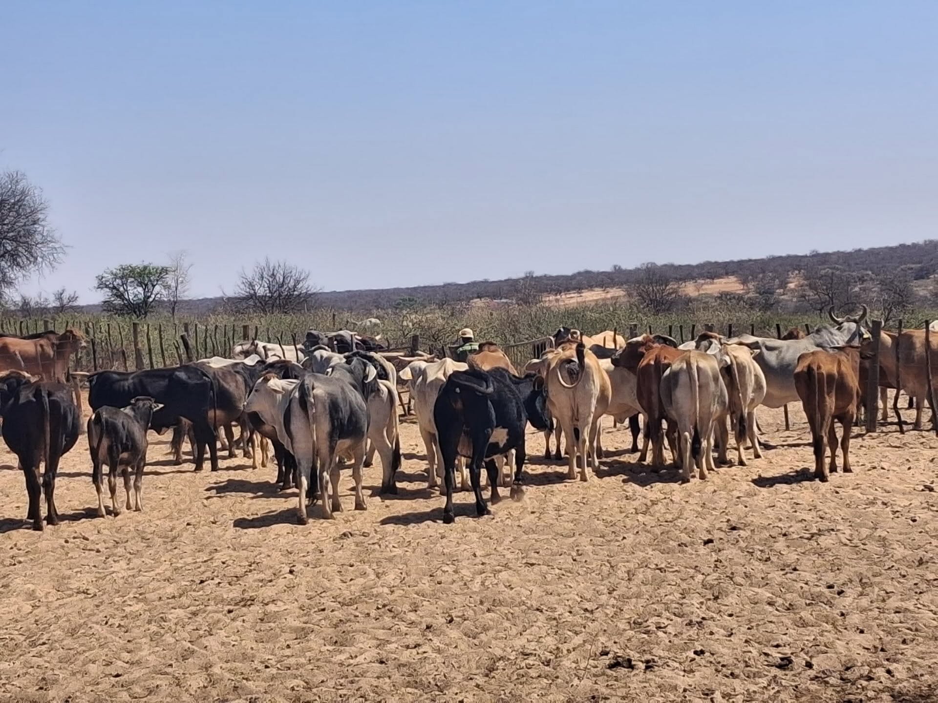Govt eases FMD restrictions