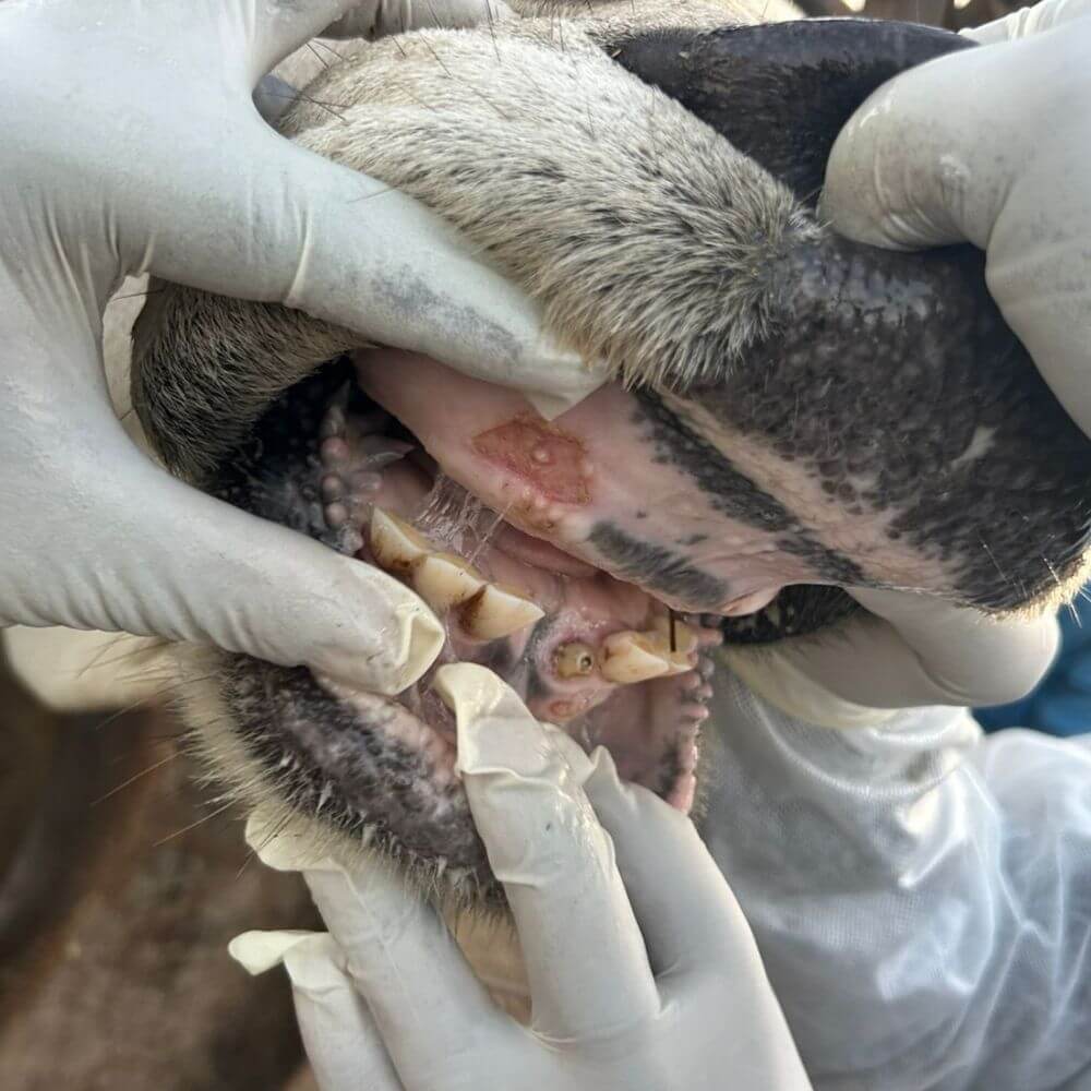 FMD tips for farmers