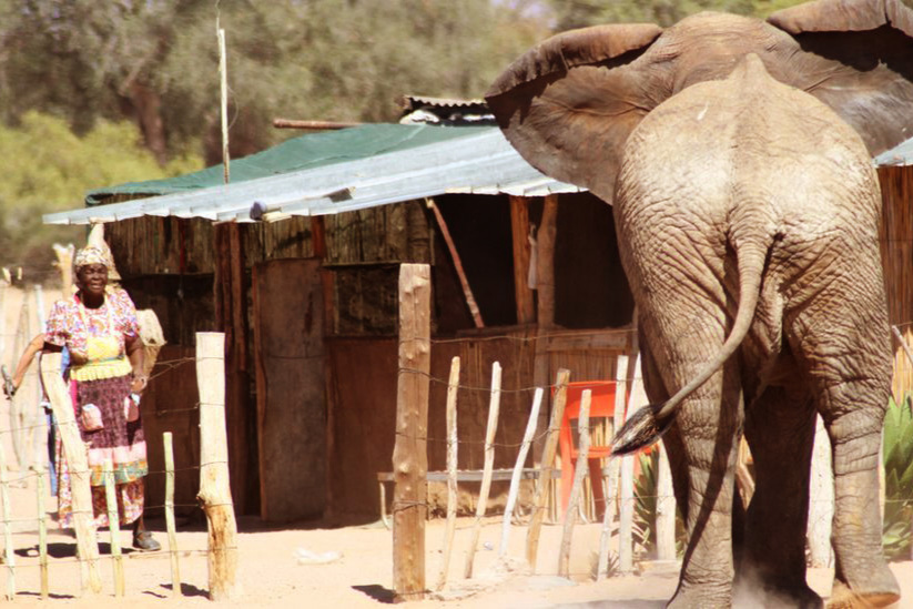 Human-wildlife conflicts claim 77 lives