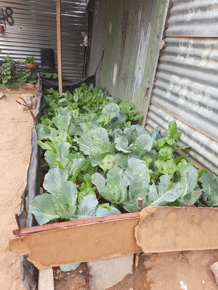Families navigate high food costs via backyard gardens