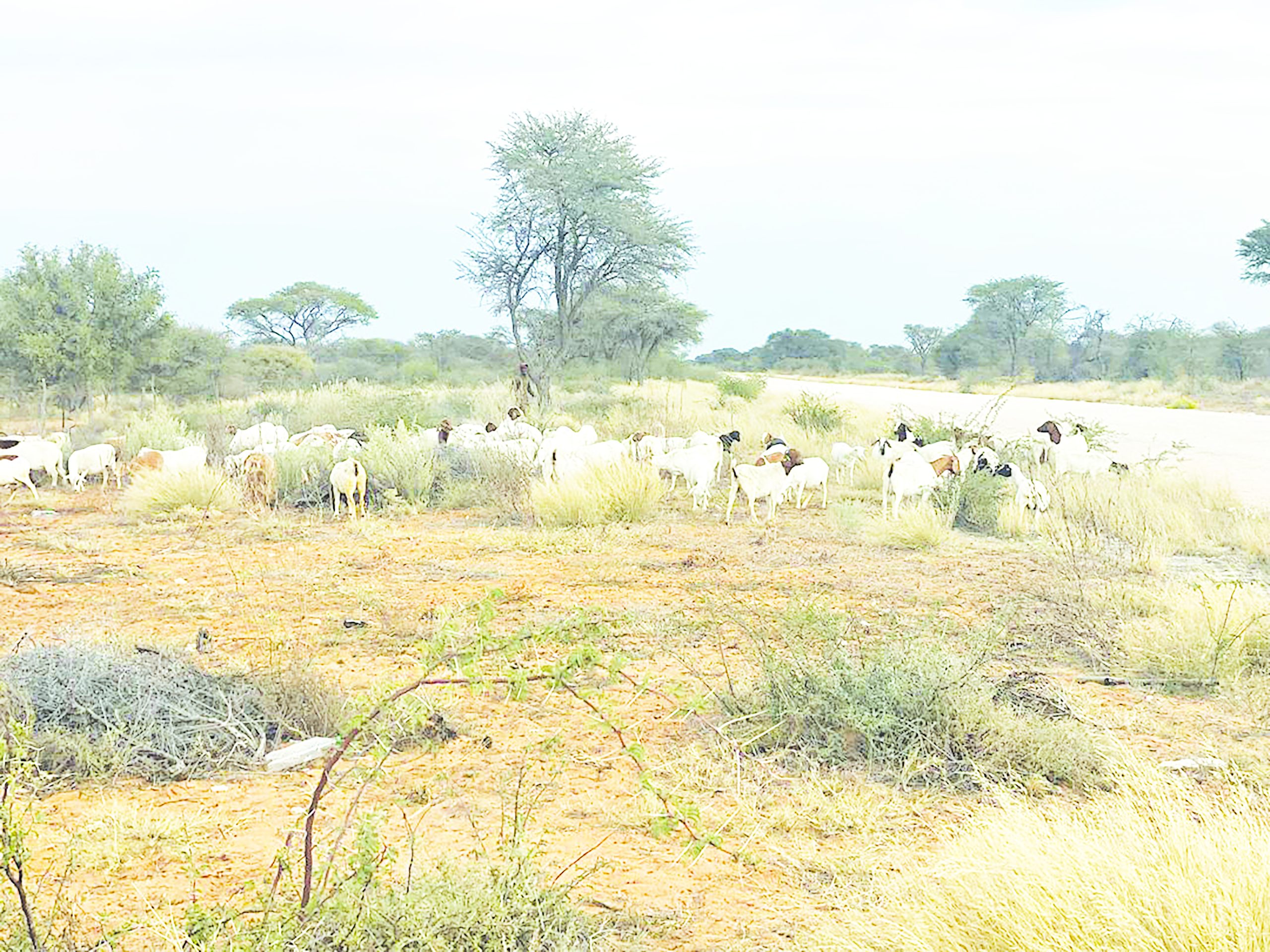 Landless Katjiuanjo grazing in corridors...remains displaced for four years