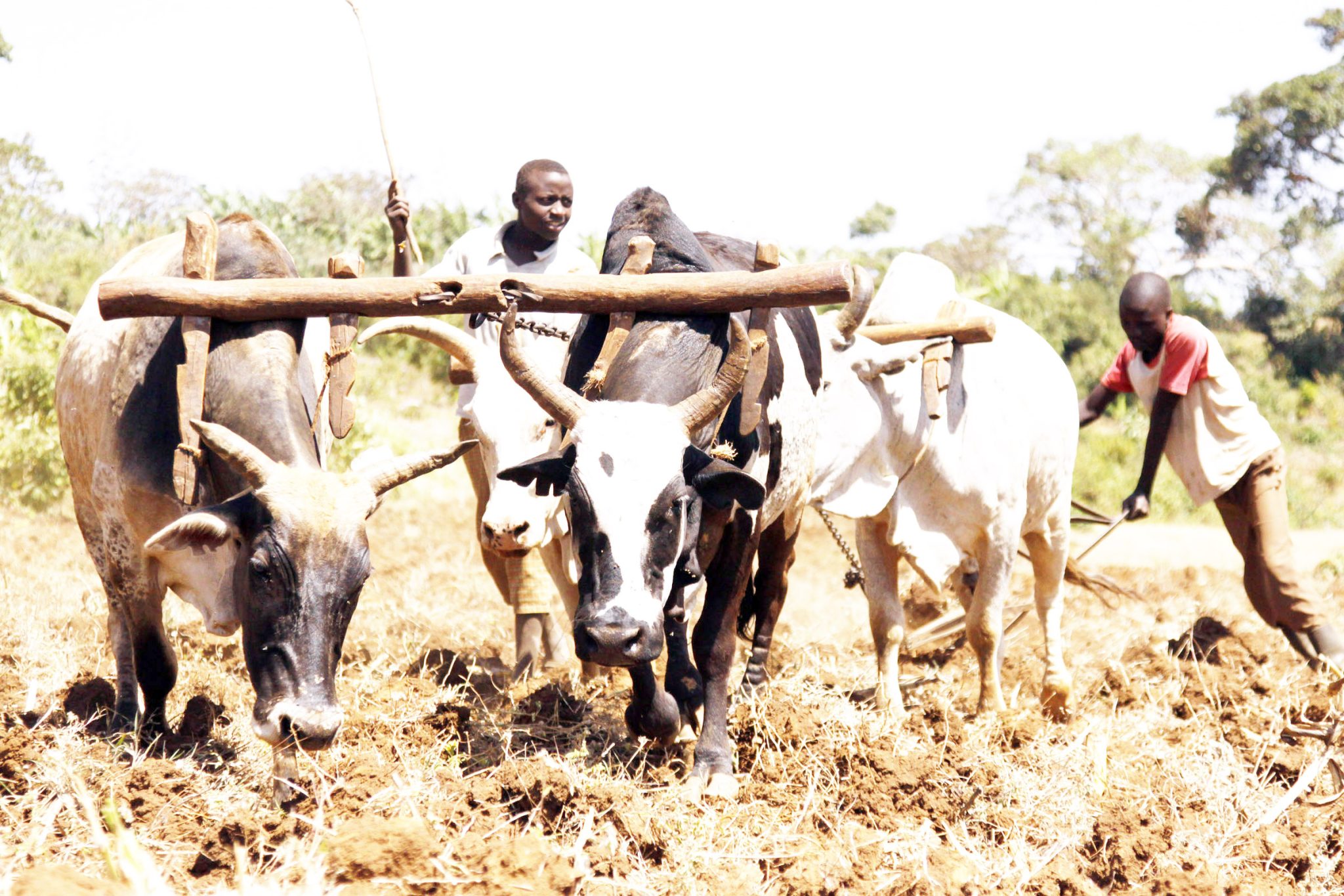 Ikaba farmers turn floodwater into production asset…oxen powering food security