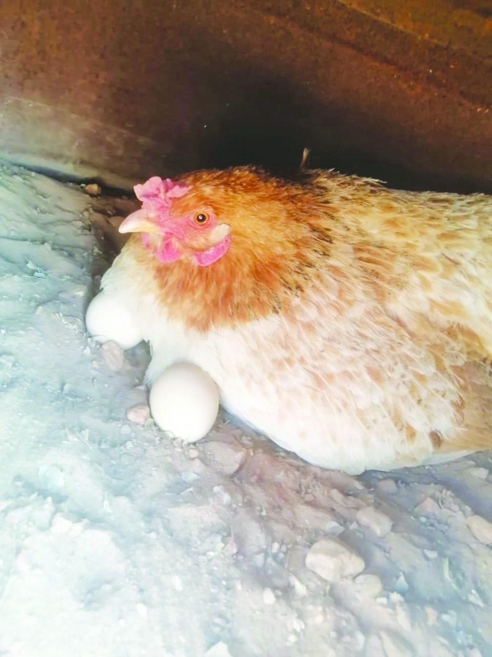 Yolandi Hoabes: living childhood dream through poultry