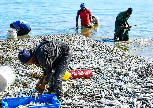 ‘Don’t eat fish from sea’… fear grips coast amid sardine virus concerns