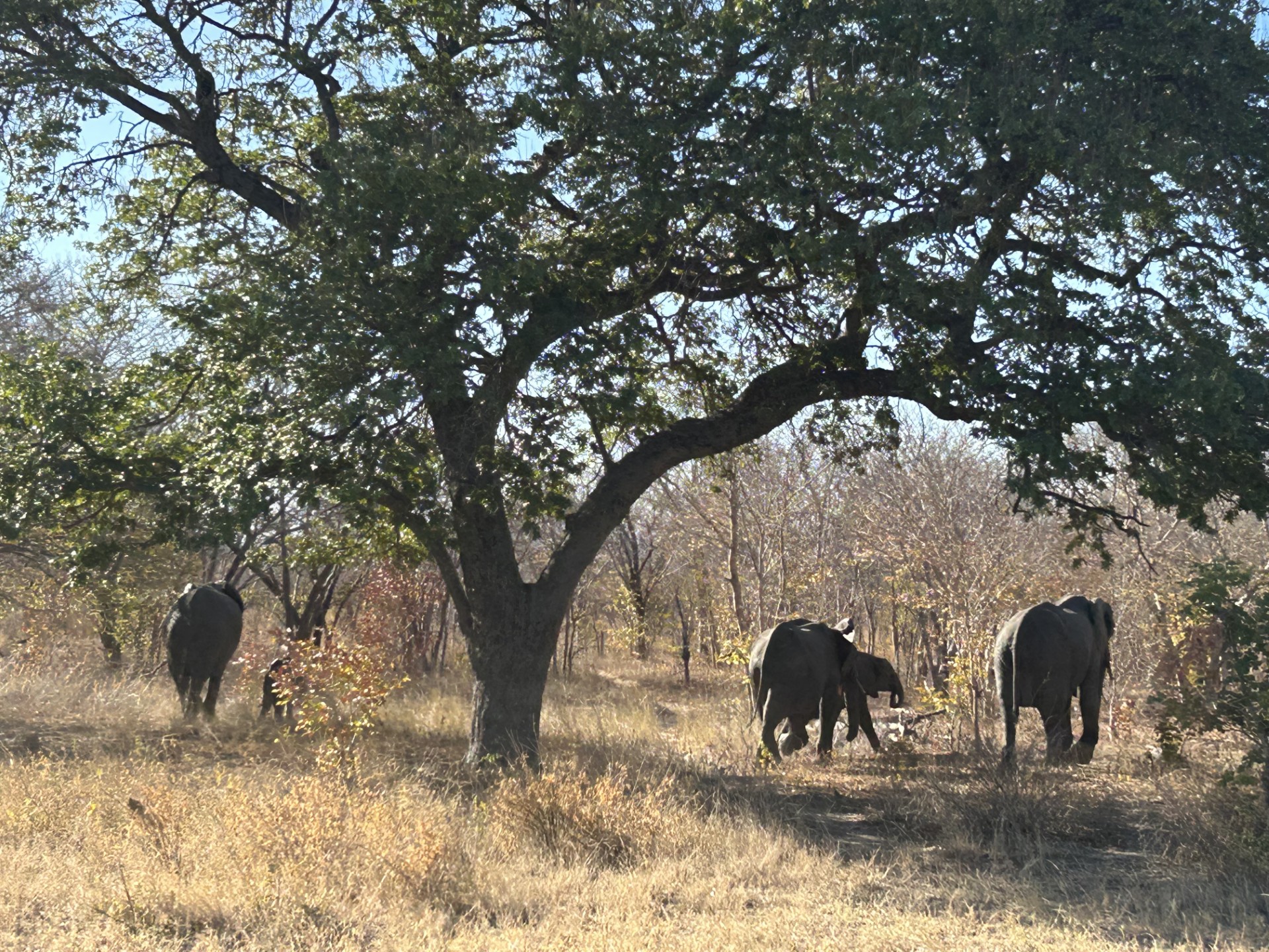Fear grips Nongozi as lions, hyenas kill livestock