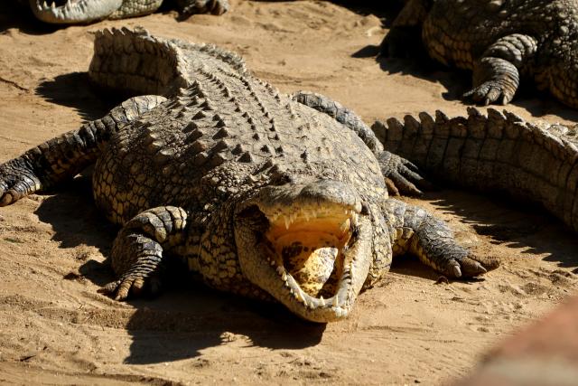 Crocodile barriers offer hope for safer river access
